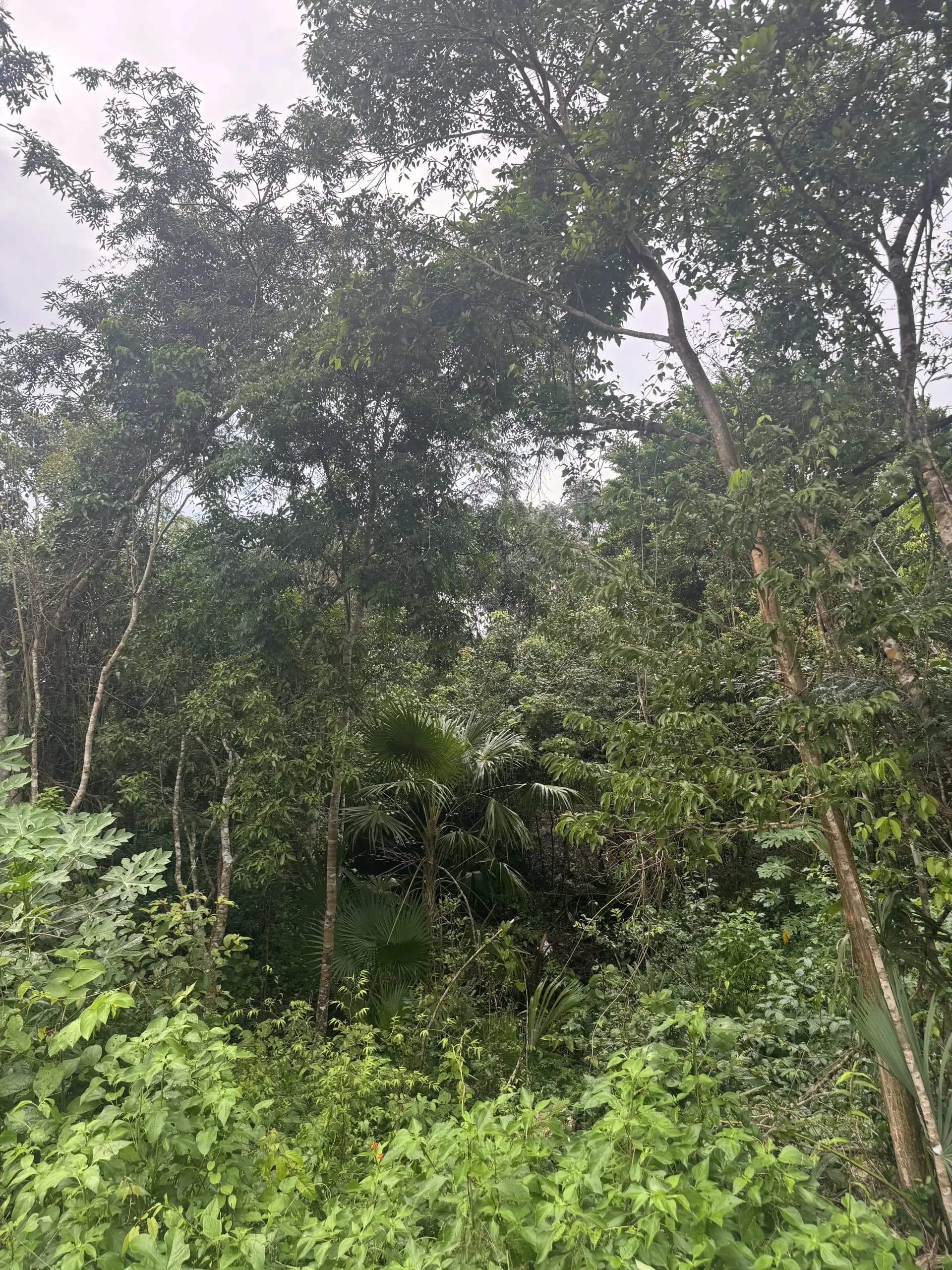 Vista de la selva en Lula Sanctuary